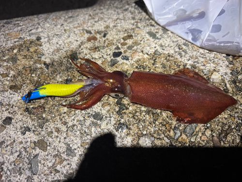 ケンサキイカの釣果