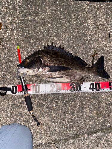 チヌの釣果