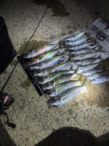 アジの釣果