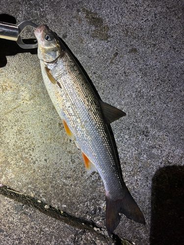 ウグイの釣果