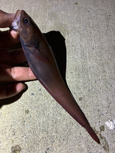 ドンコの釣果