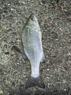 セイゴ（ヒラスズキ）の釣果
