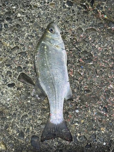セイゴ（ヒラスズキ）の釣果