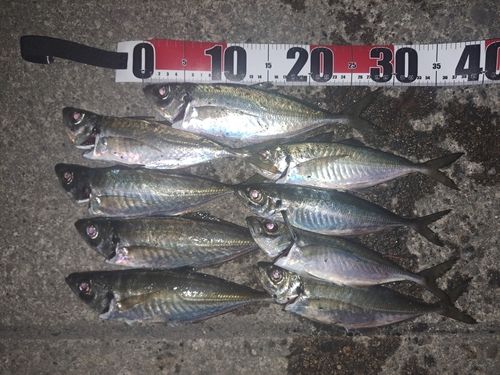 アジの釣果