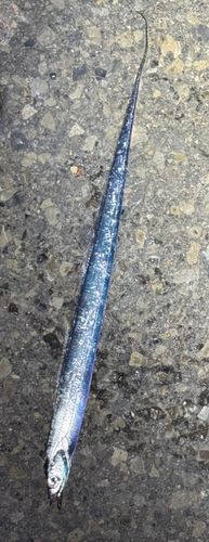 タチウオの釣果