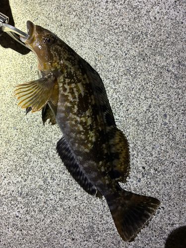 アイナメの釣果