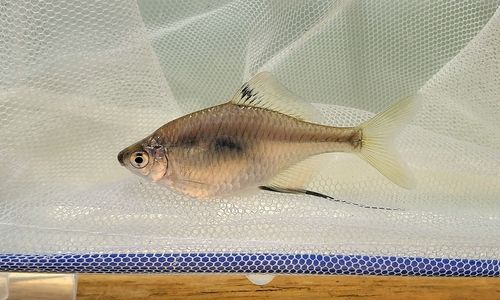 タイリクバラタナゴの釣果