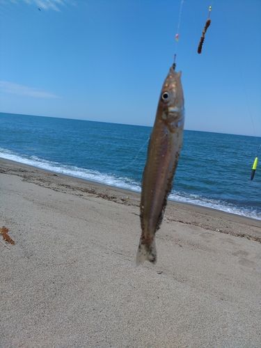 キスの釣果
