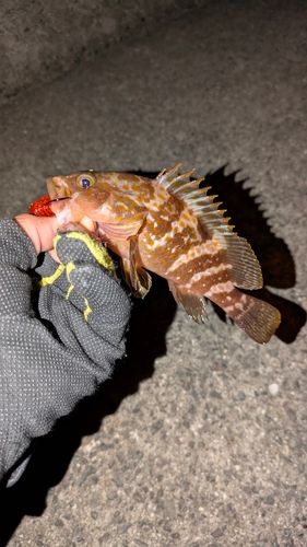 アコウの釣果
