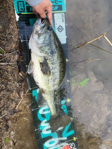 山形県で釣れたラージマウスバスの釣り・釣果情報 - アングラーズ