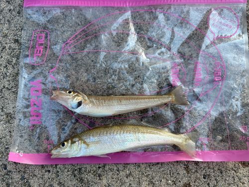 シロギスの釣果