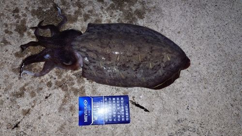 コウイカの釣果