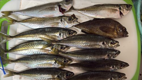 アジの釣果