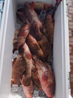アコウの釣果
