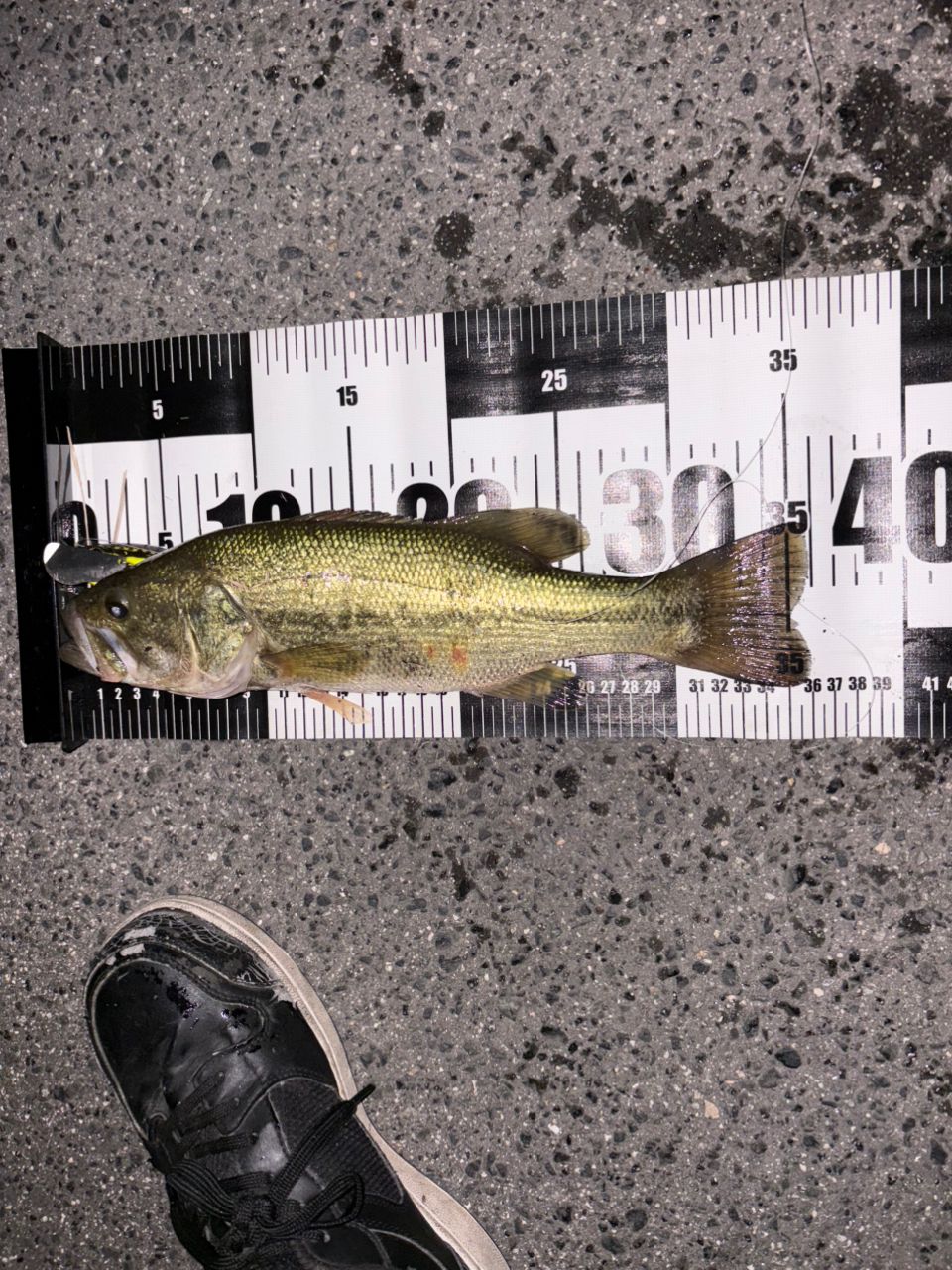 ブラックバスの釣果写真