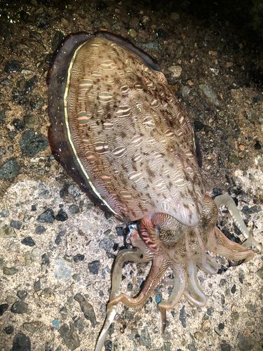 コウイカの釣果