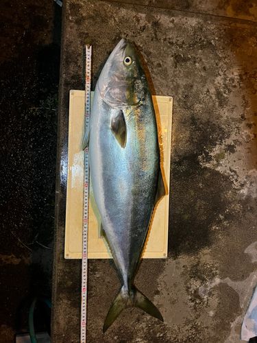ブリの釣果