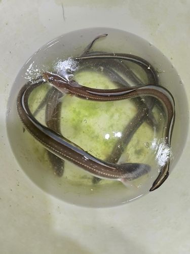 アナゴの釣果