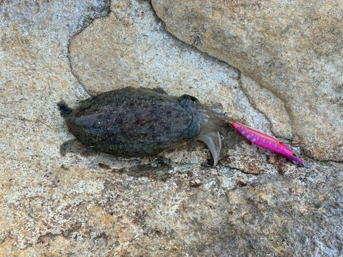 コウイカの釣果