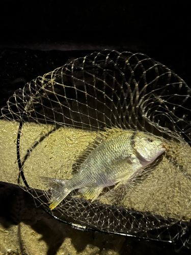 キビレの釣果