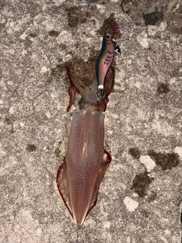 マイカの釣果