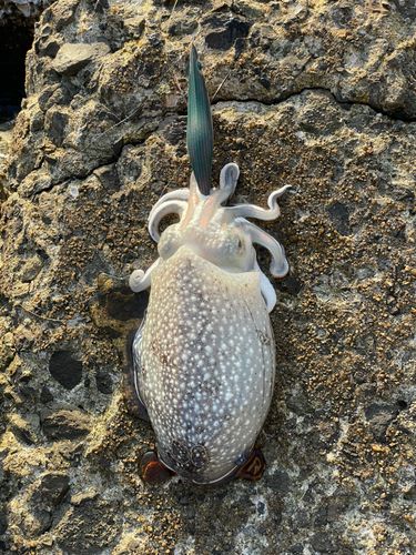 シリヤケイカの釣果