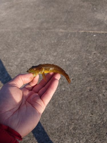 ハゼの釣果