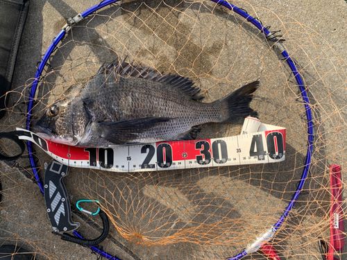 チヌの釣果