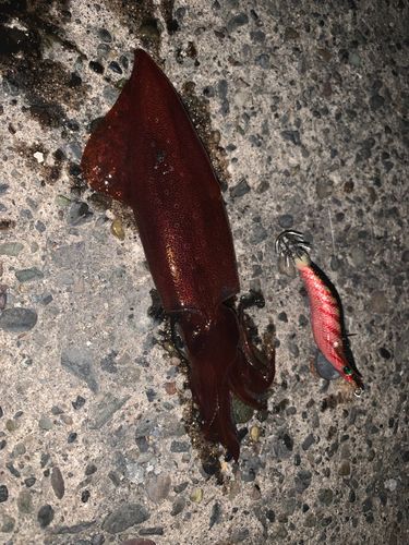 ケンサキイカの釣果