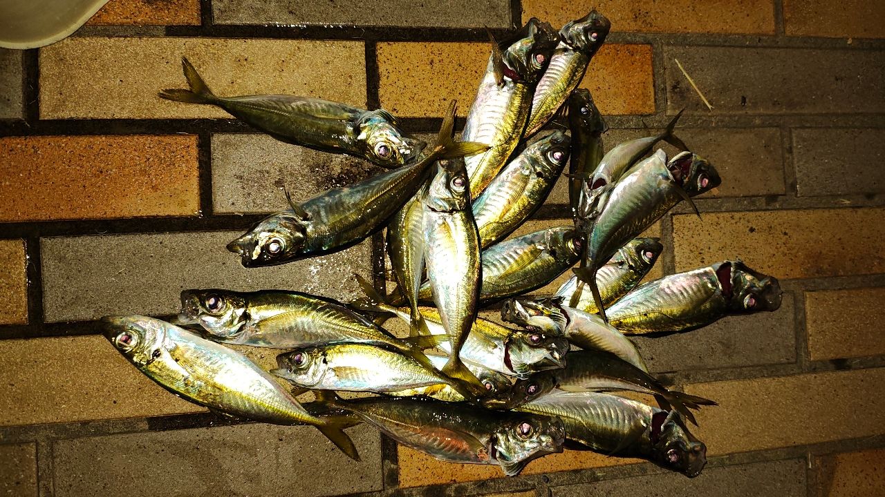 マアジの釣果写真