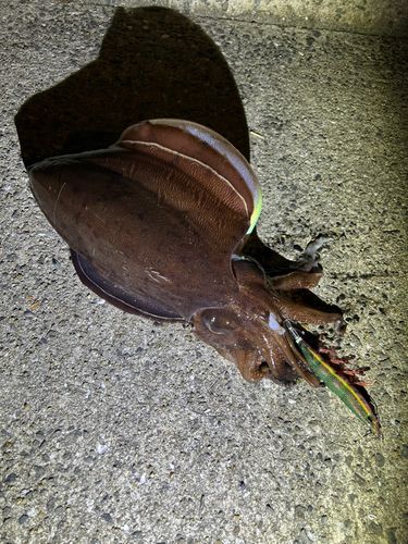 モンゴウイカの釣果