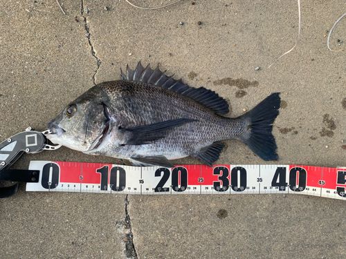 チヌの釣果