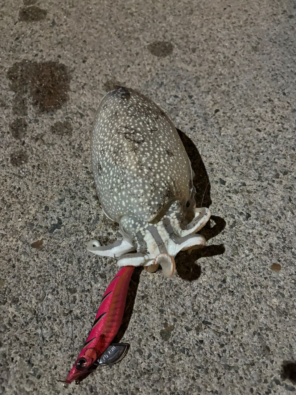 シリヤケイカの釣果写真