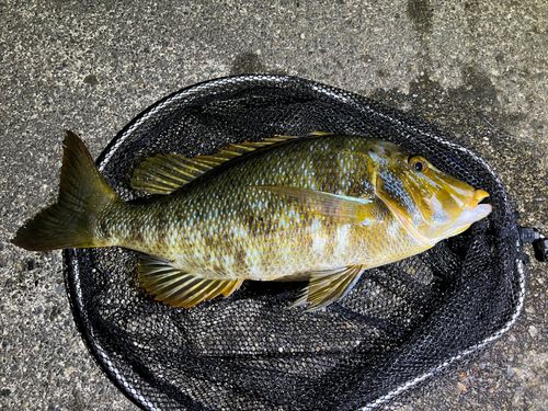 ハマフエフキダイの釣果