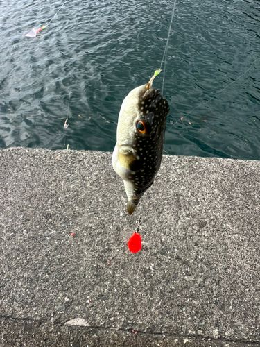 クサフグの釣果