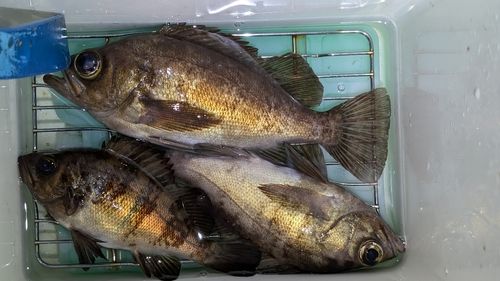 メバルの釣果