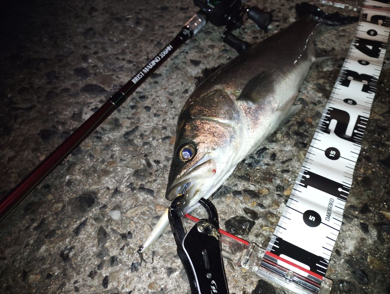 シーバスの釣果写真