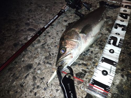 シーバスの釣果