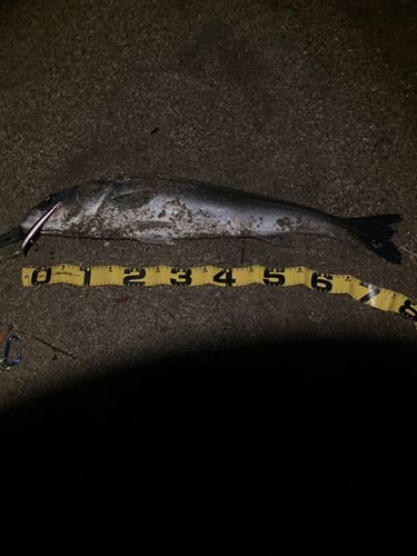 セイゴ（マルスズキ）の釣果