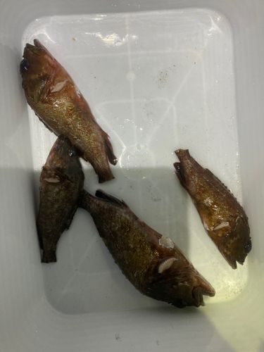 カサゴの釣果