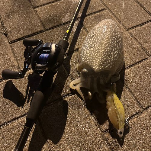 シリヤケイカの釣果