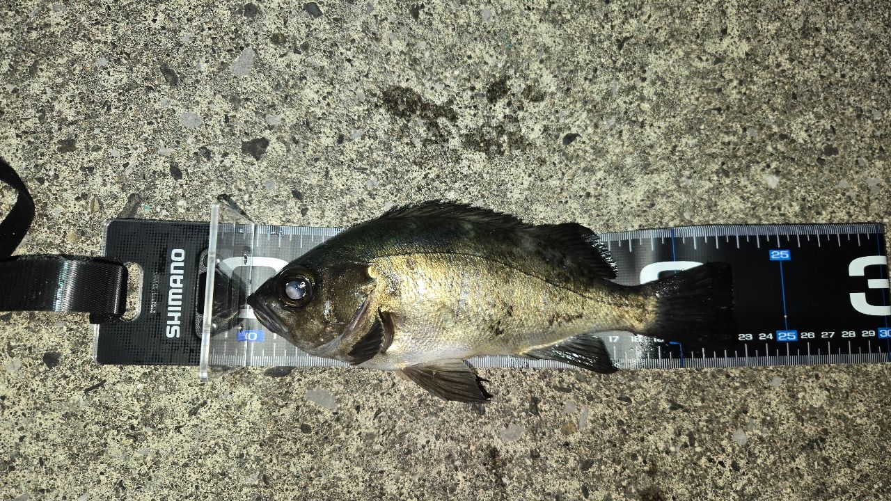 メバルの釣果写真