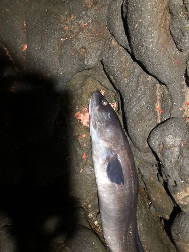 アナゴの釣果