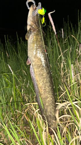 ナマズの釣果