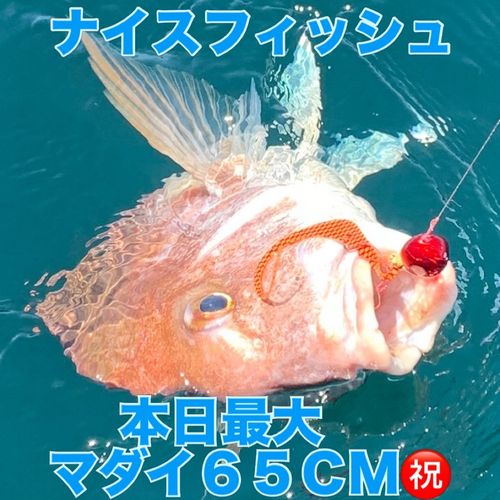 マダイの釣果