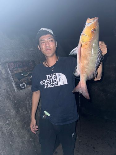 アオダイの釣果