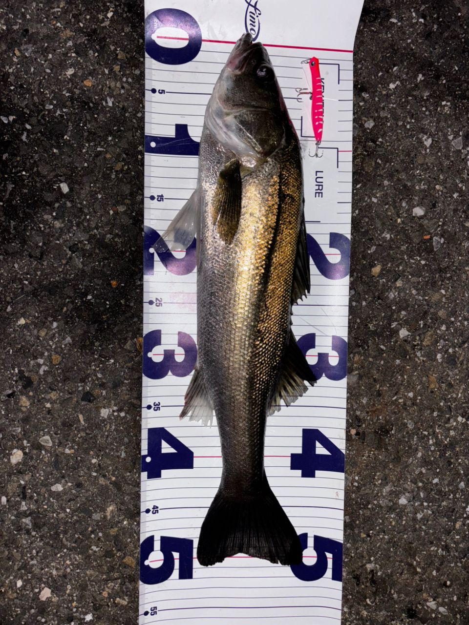 SHIMANO 17セフィア CI4+ S806MLの最安値・インプレ・釣果 | 本音の