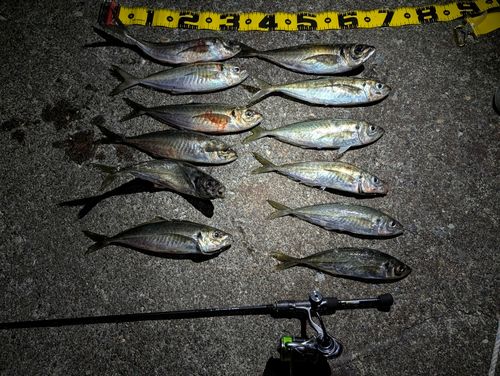 アジの釣果