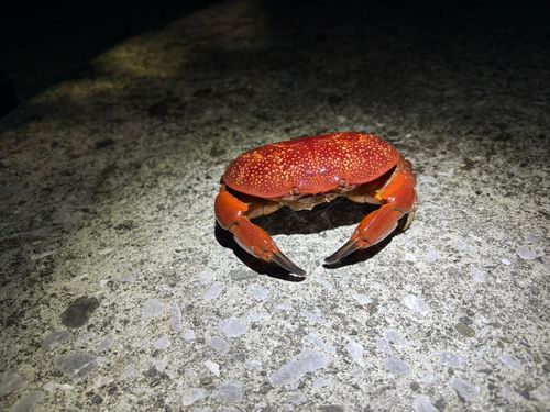 カニの釣果