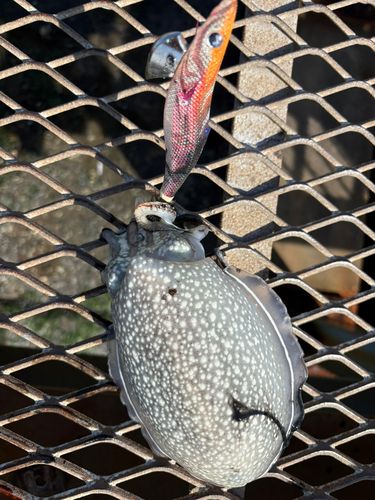 シリヤケイカの釣果